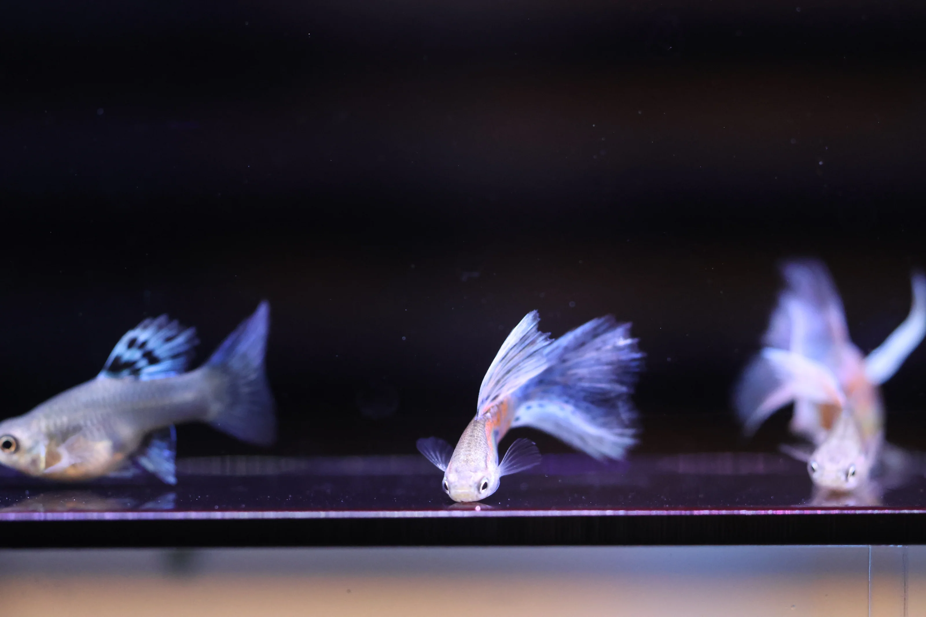 US Raised Premium Guppy Fish