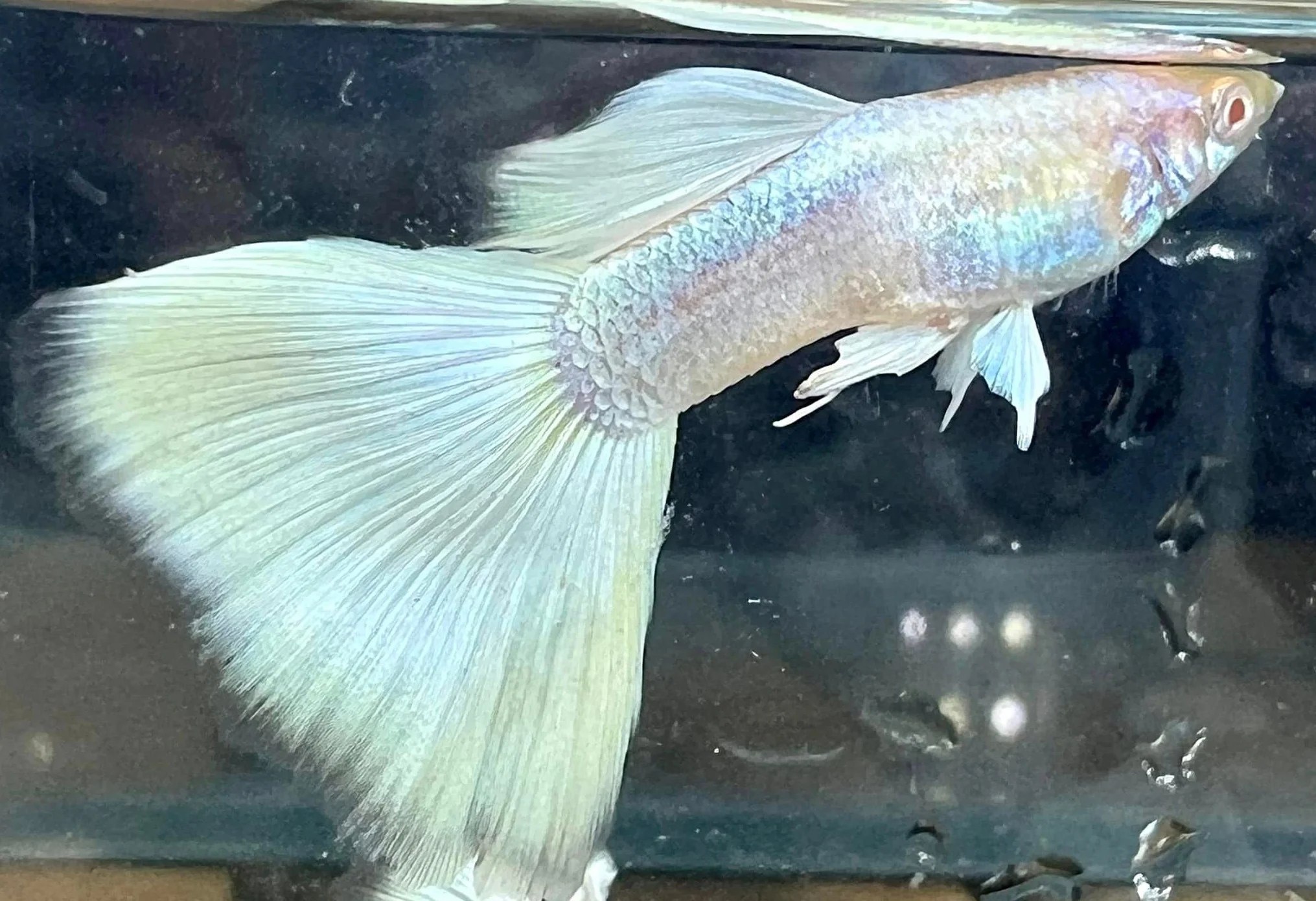 Albino full white platinum - Image 4