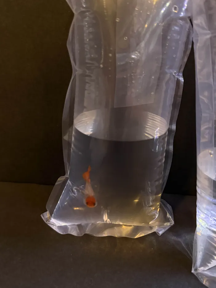 4"x 8" Professional Live Fish shipping Bag - Image 3