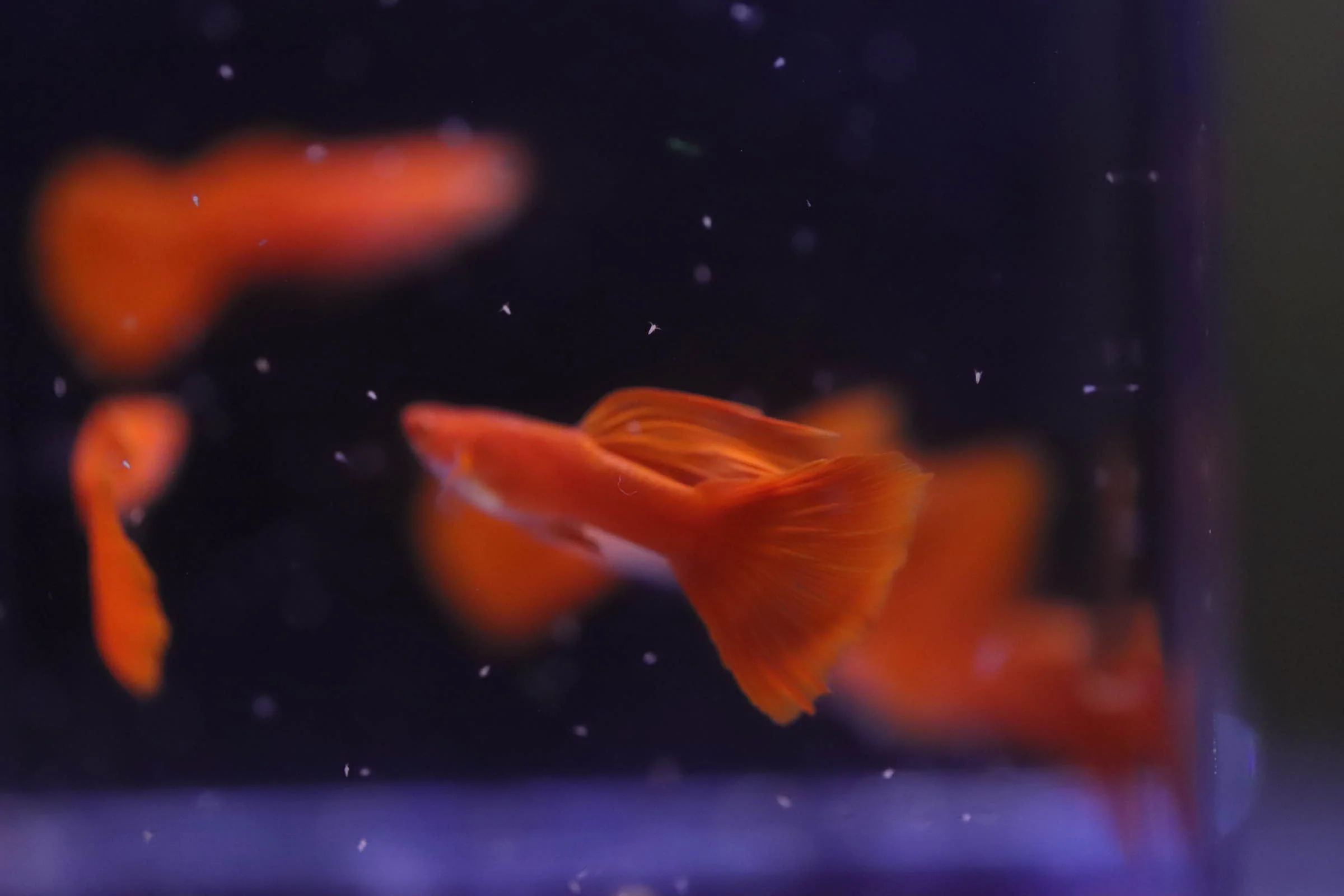 Albino Full Red Guppy - Image 3