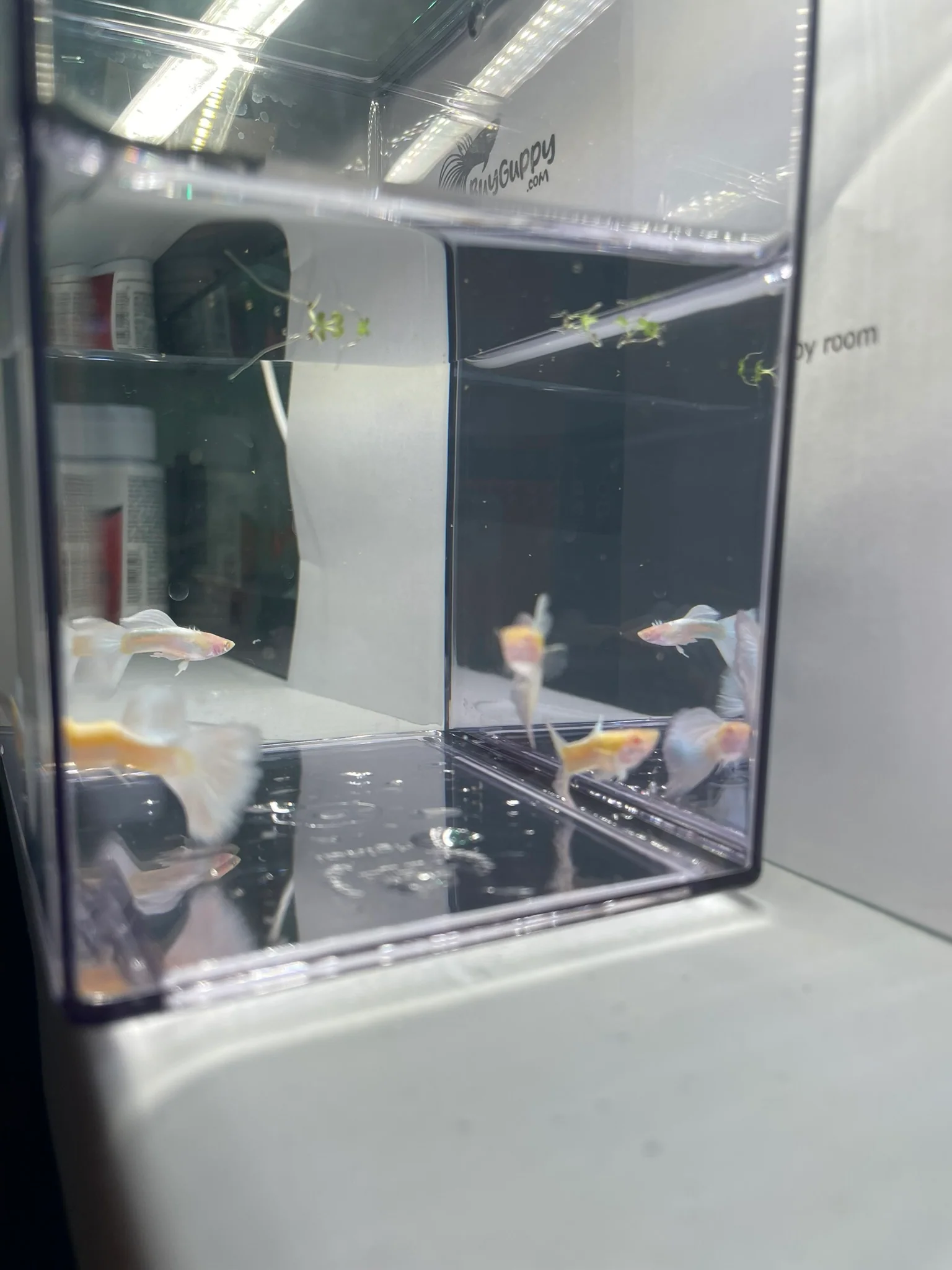 Albino full white platinum - Image 3