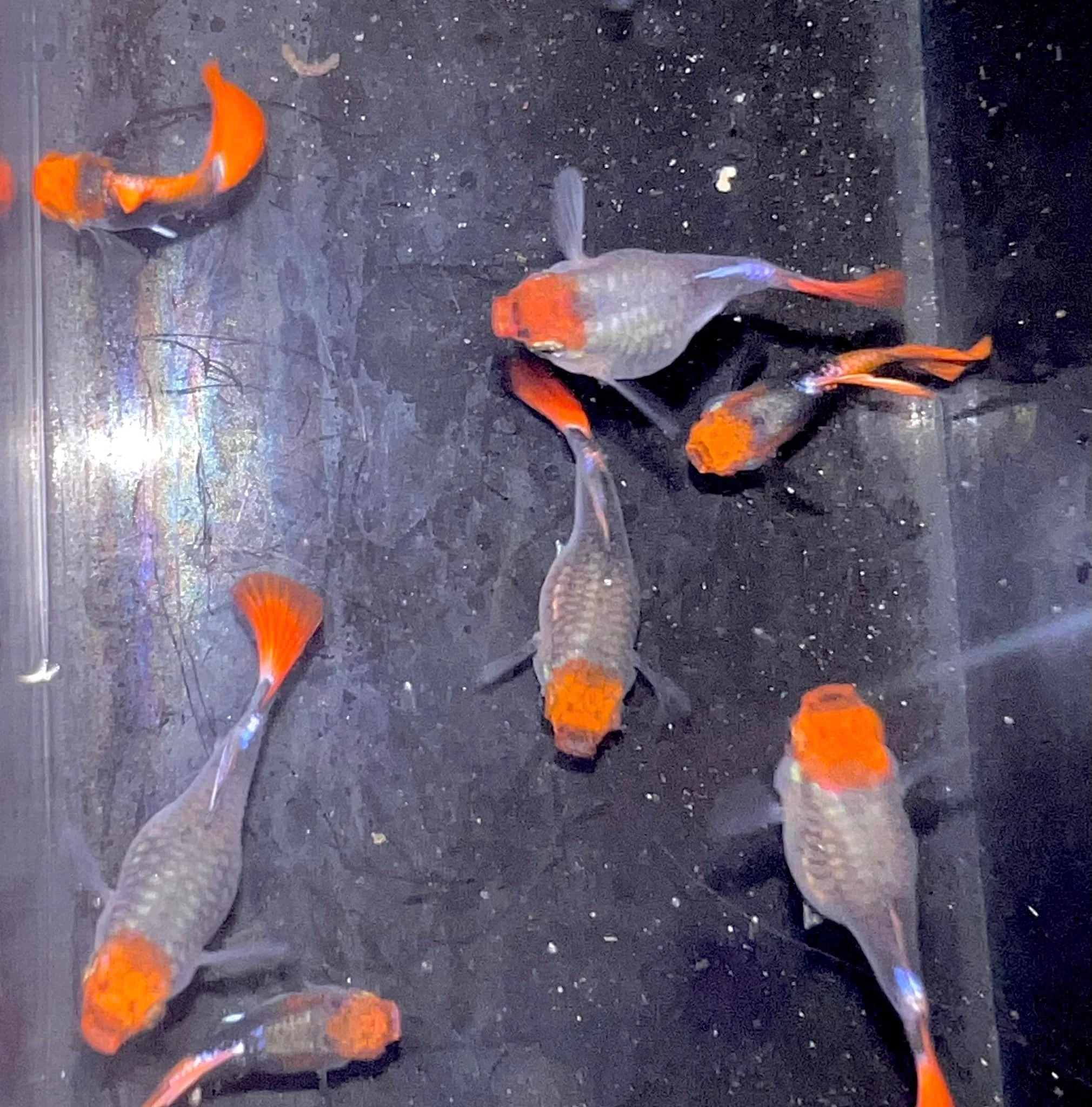 Black koi short ribbon sharkfin guppy - Image 4