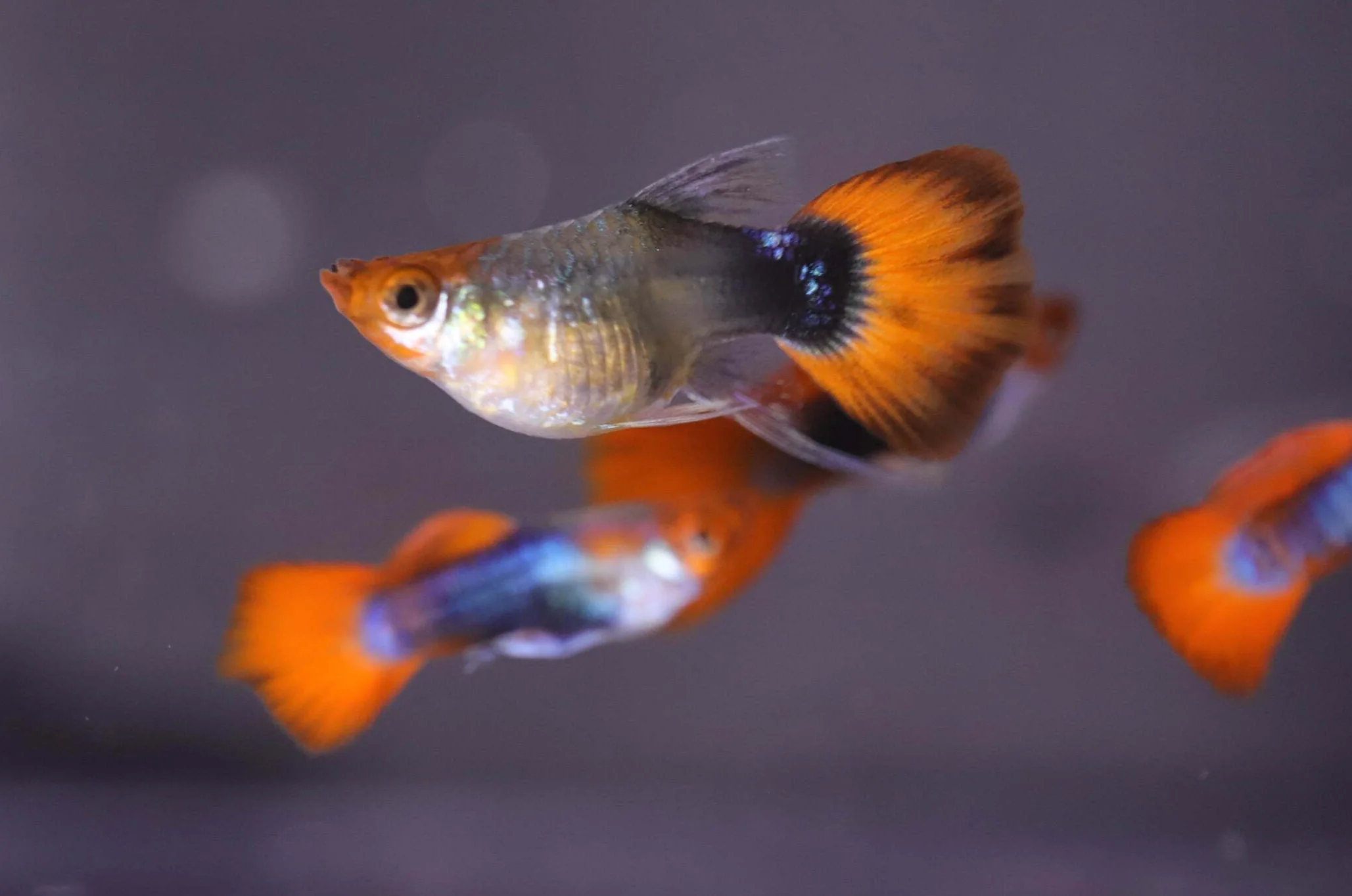 Black koi short ribbon sharkfin guppy - Image 5
