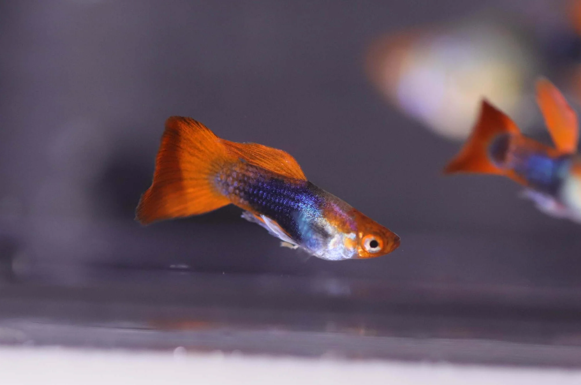 Black koi short ribbon sharkfin guppy - Image 6