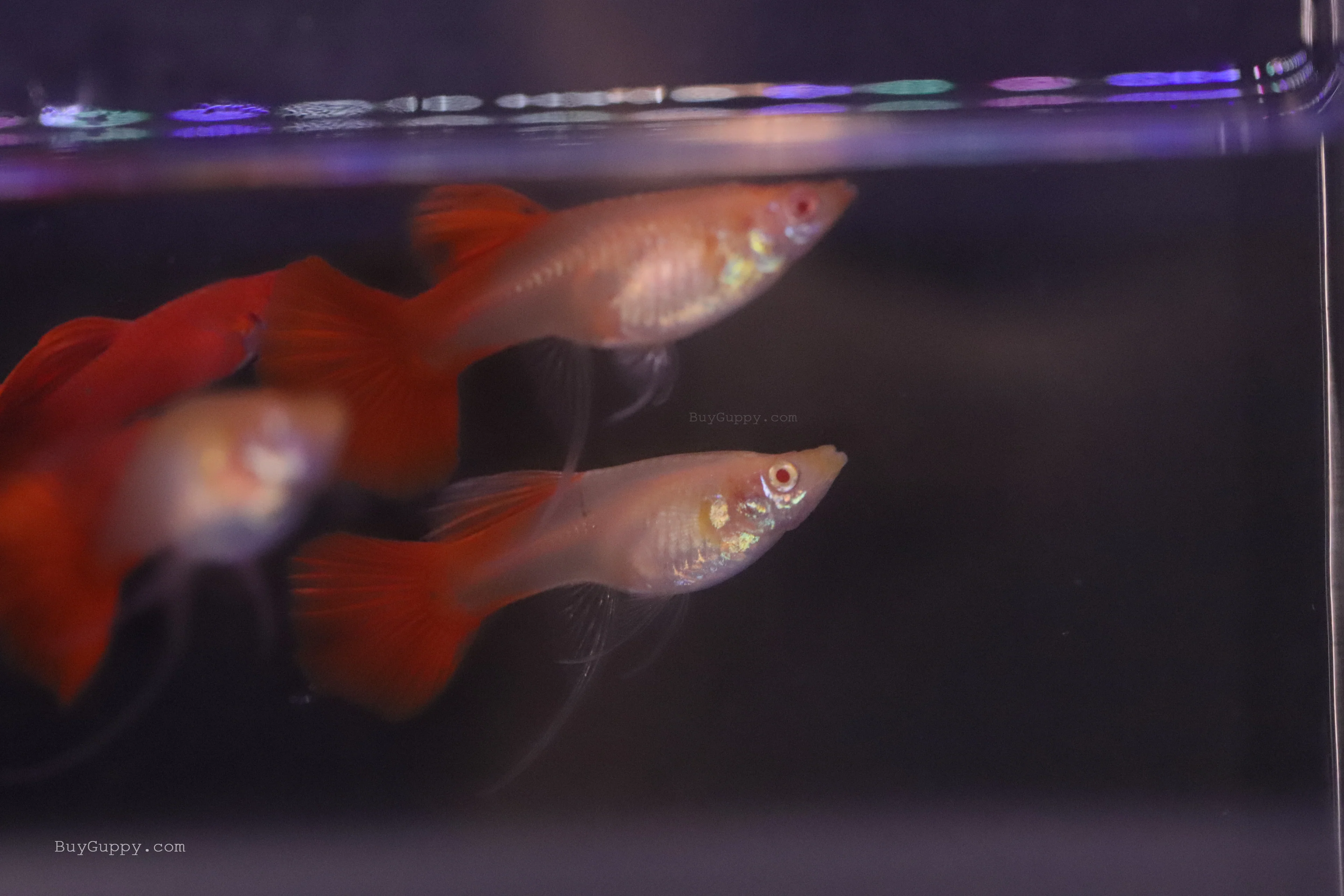 Albino Full Red Ribbon Guppy - Image 3