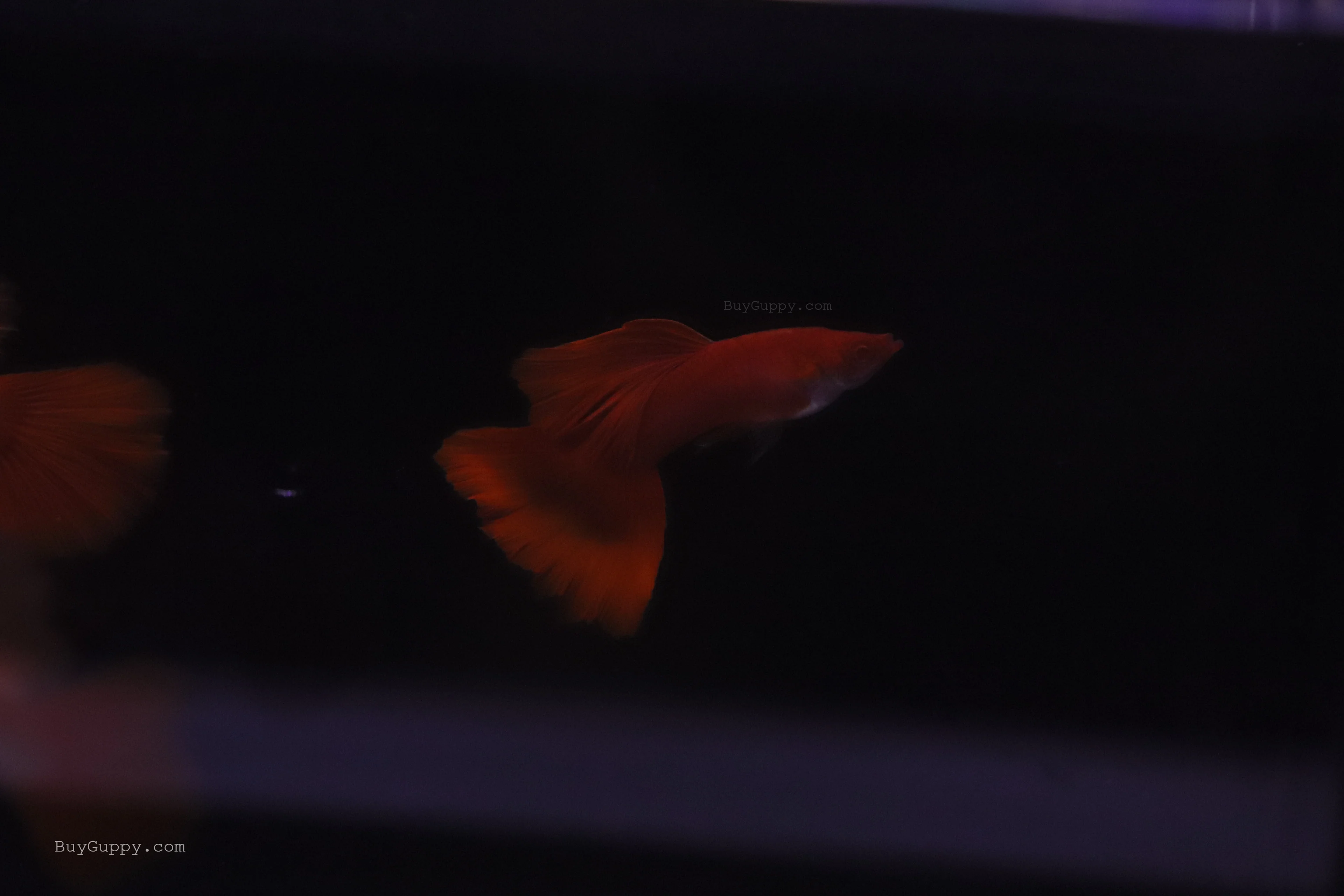 Albino Full Red Ribbon Guppy - Image 4