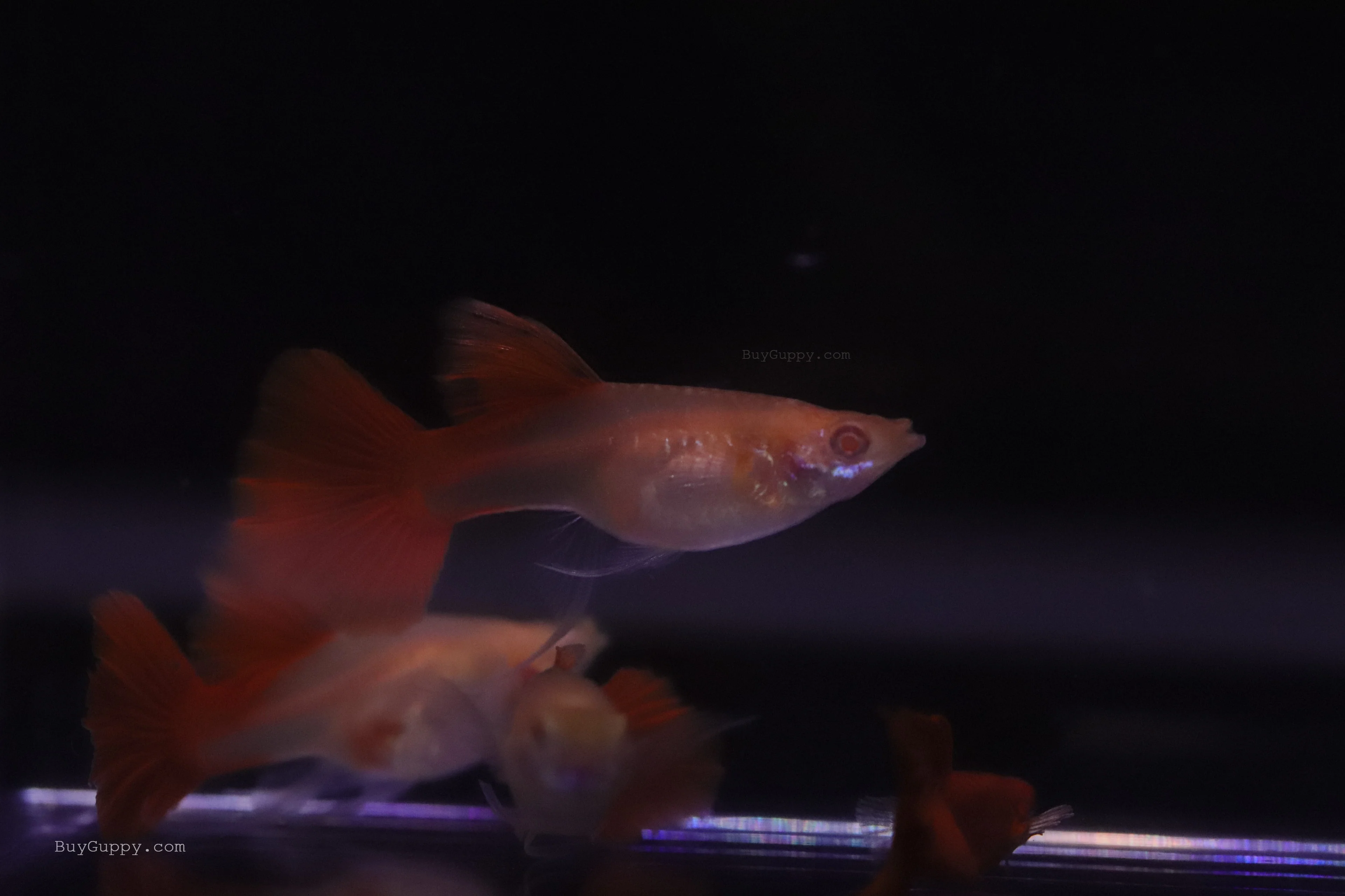 Albino Full Red Ribbon Guppy - Image 5