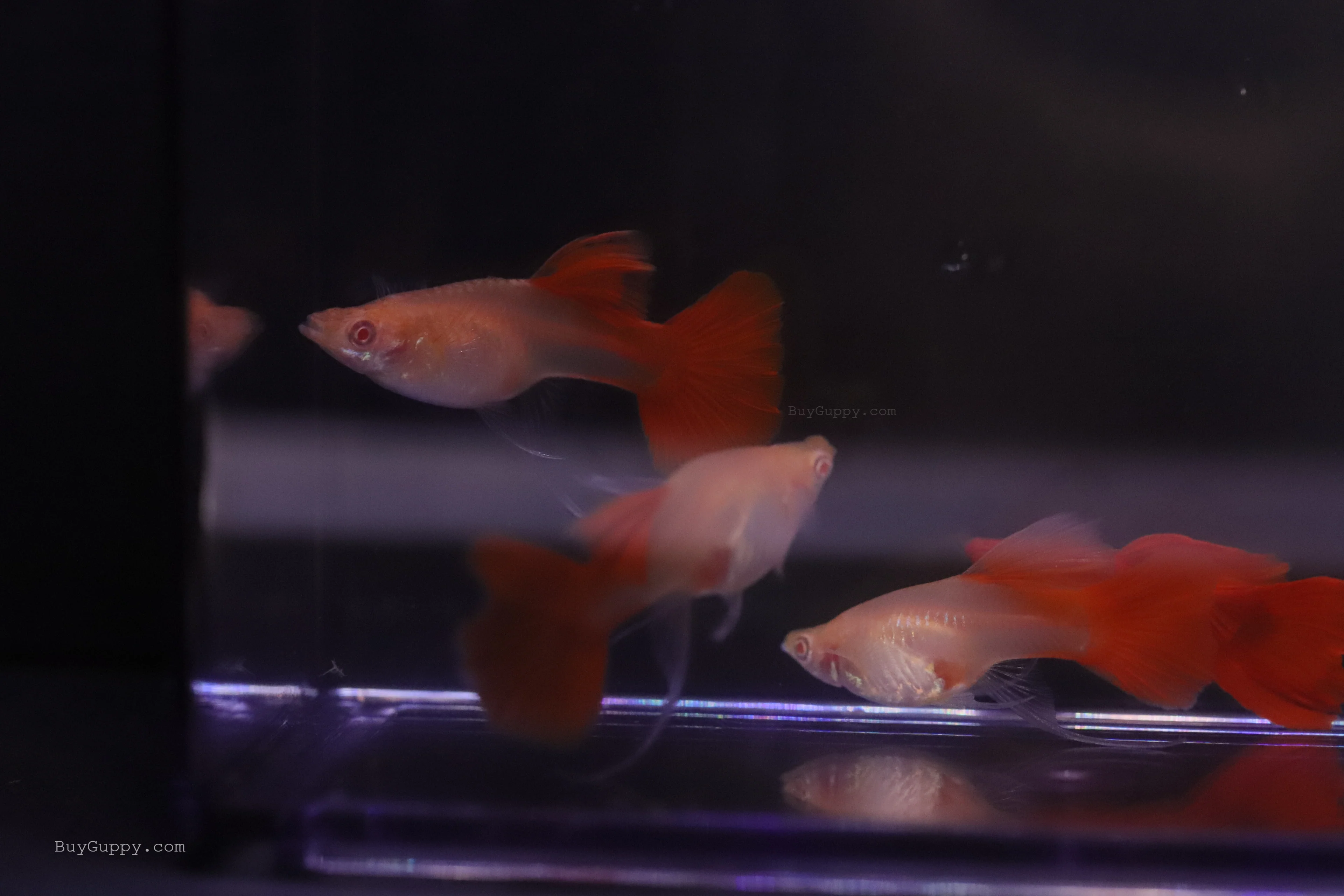 Albino Full Red Ribbon Guppy - Image 6