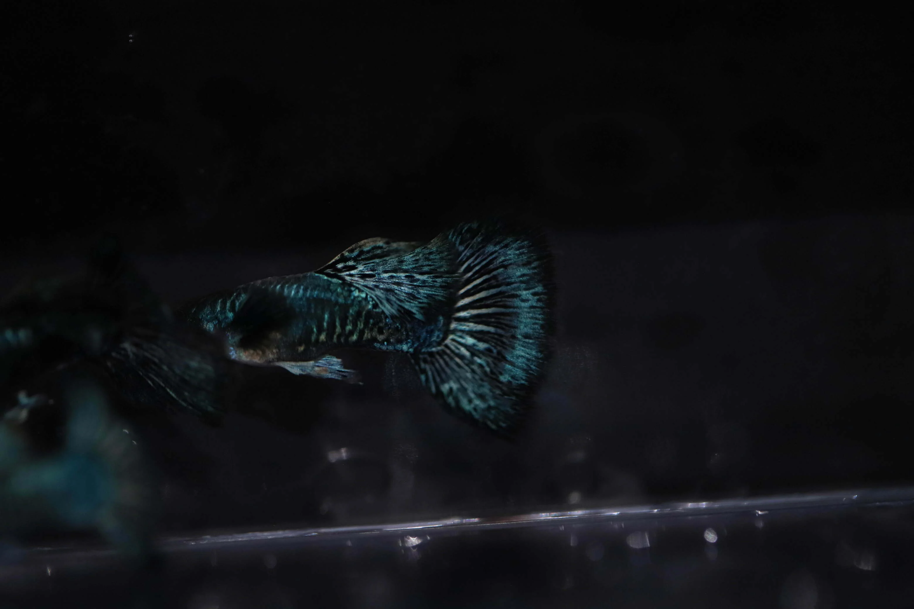 Green dragon guppy - Image 3