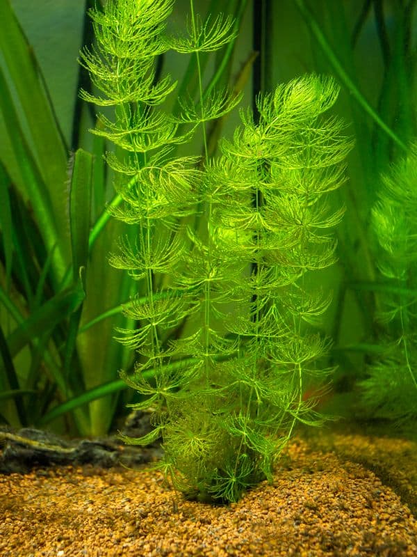 Hornwort (Ceratophyllum demersum)