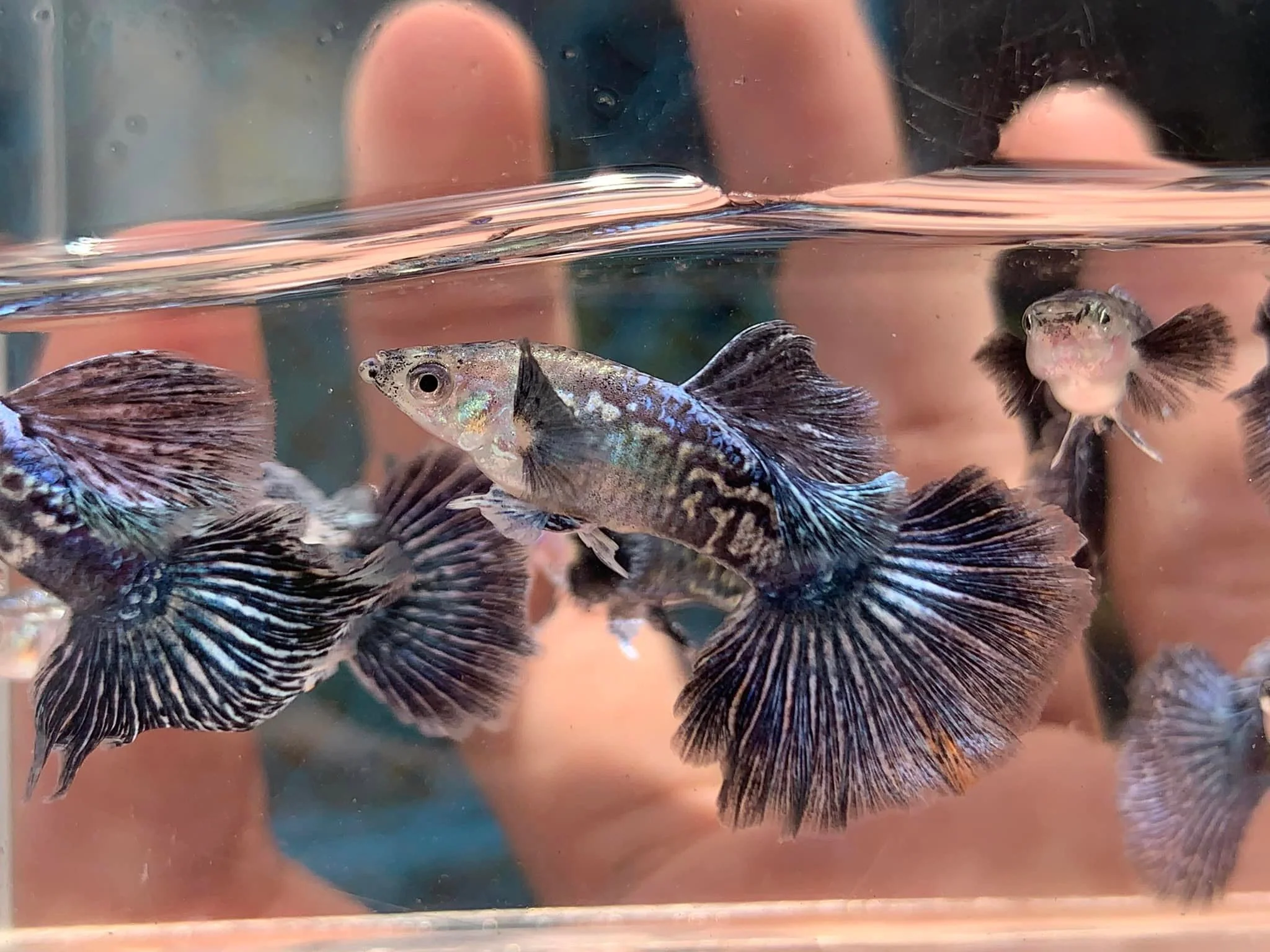 Indonesia Blue Dragon guppy - Image 3