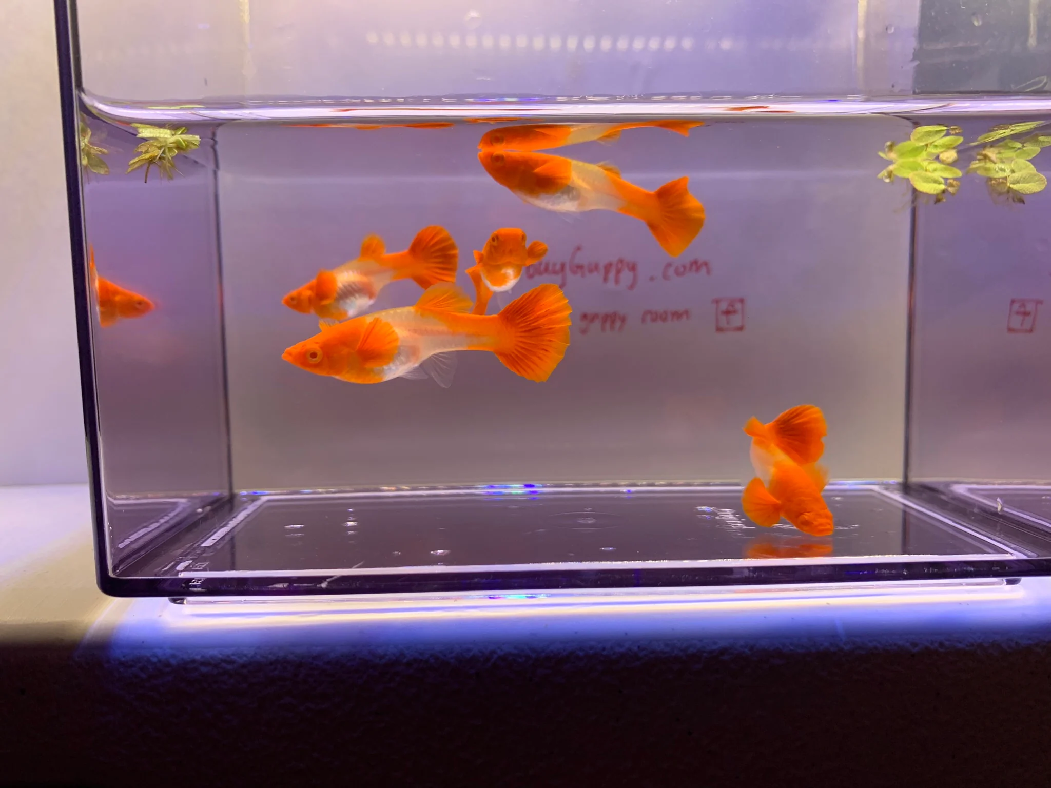 Koi red ear guppy - Image 3