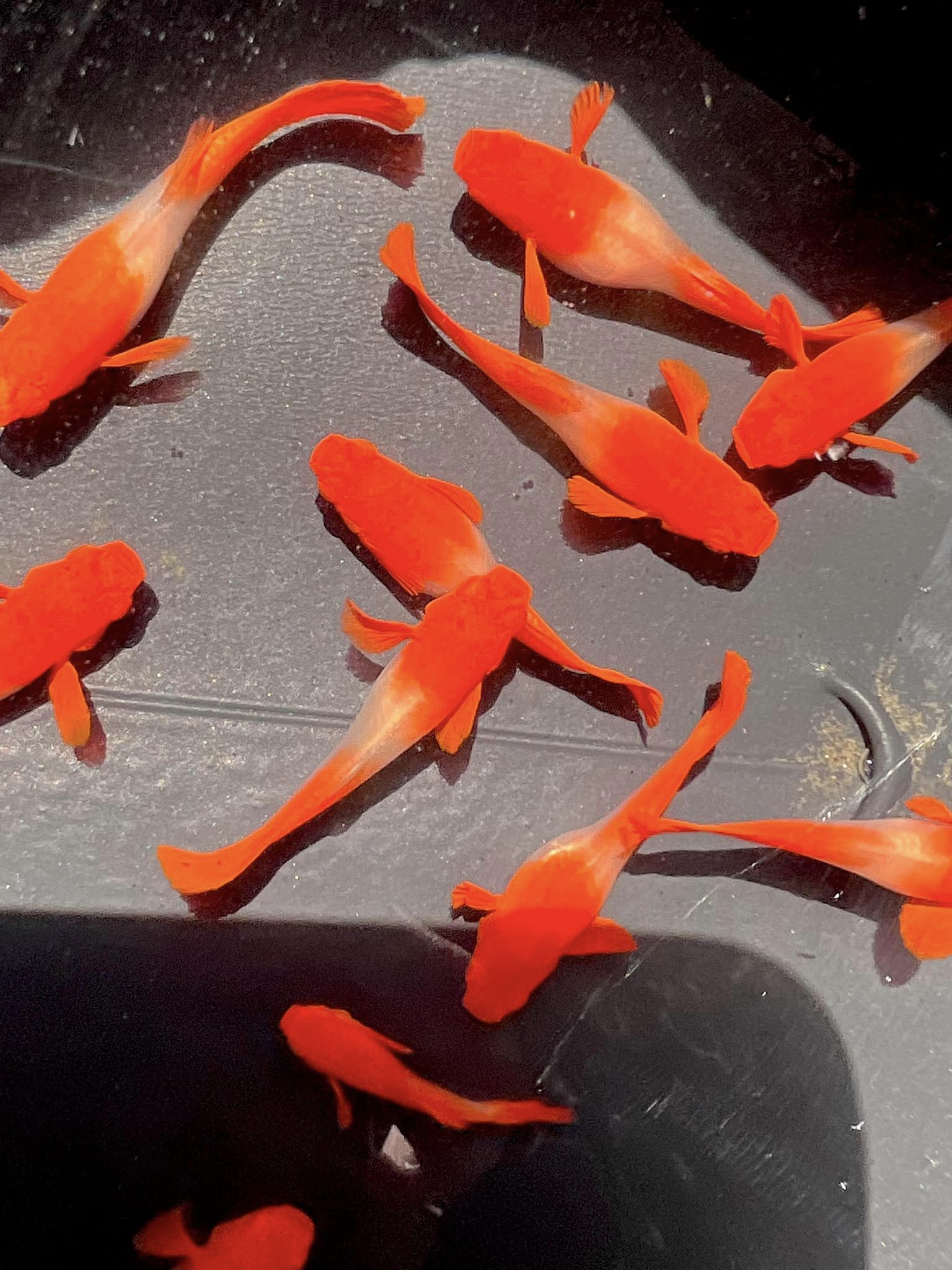 Koi red ear guppy - Image 4