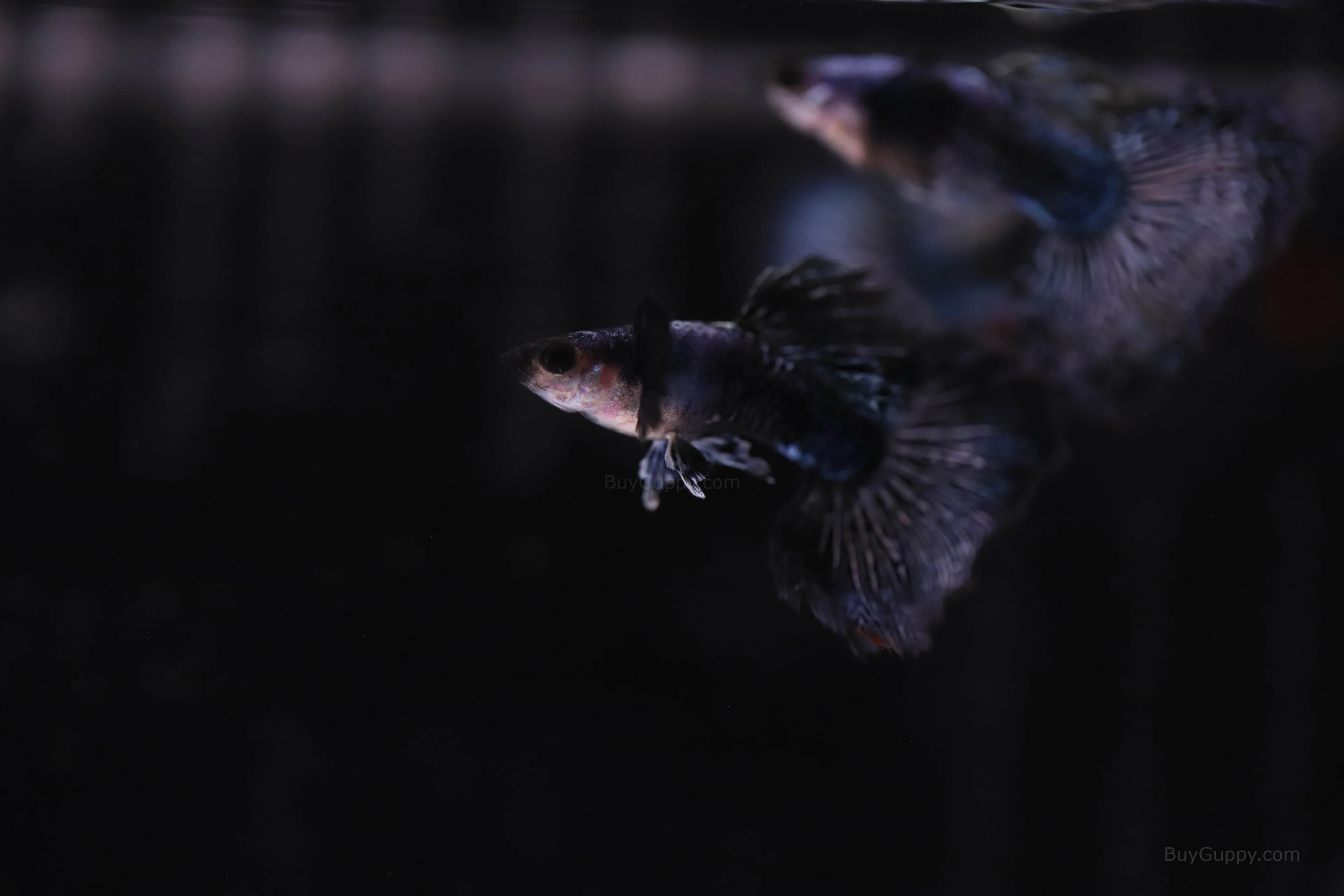 Purple Dragon Guppy - Image 3