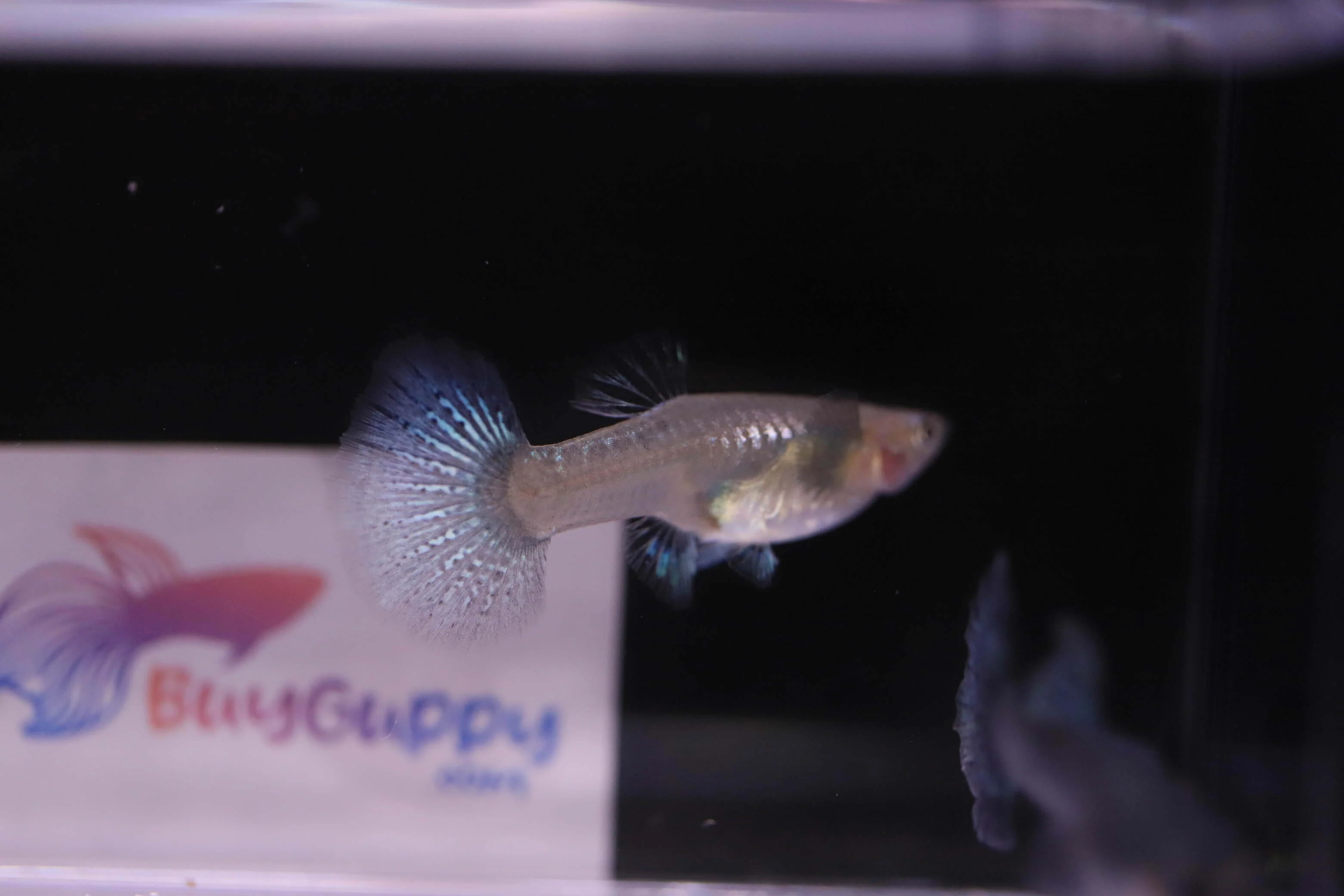 Purple Dragon Guppy - Image 4