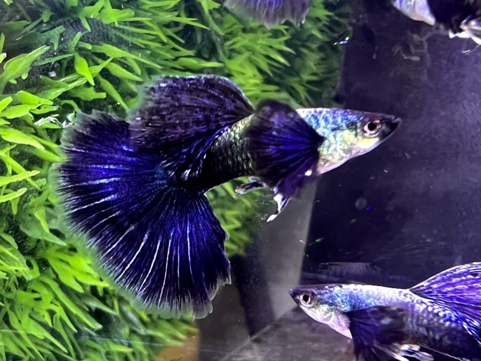 Purple Dragon Guppy - Image 6