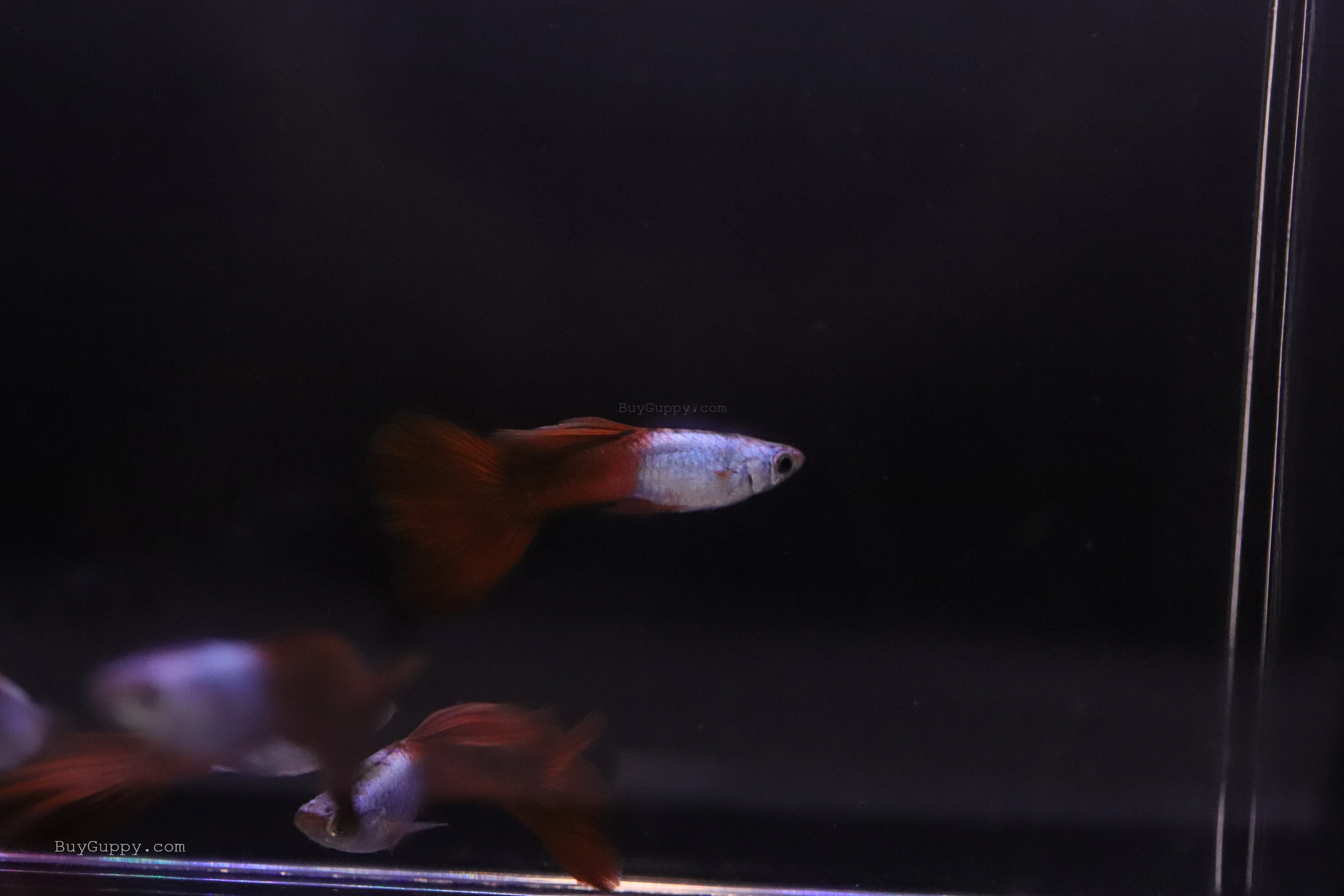 Silver Wild Red Guppy - Image 3