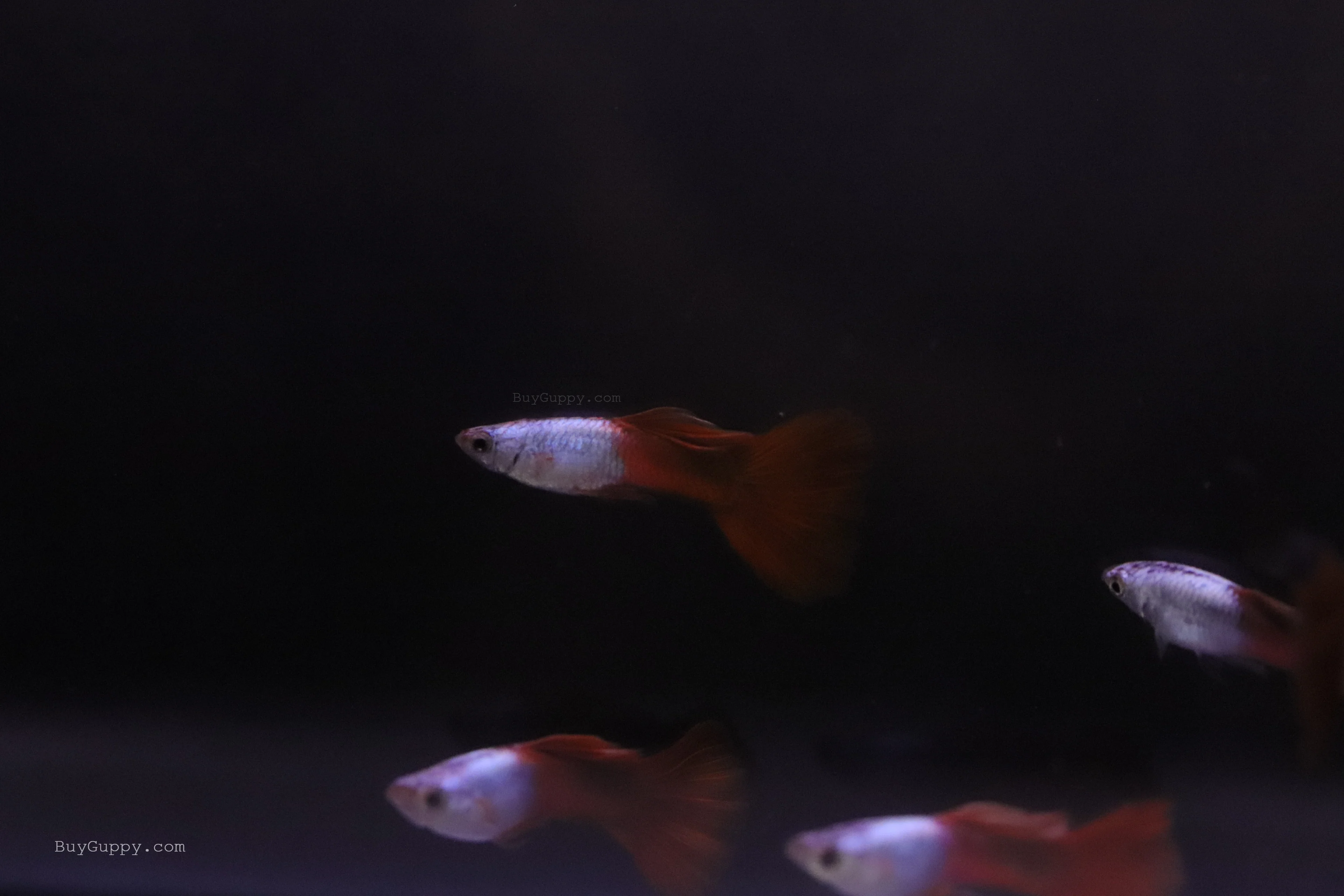 Silver Wild Red Guppy - Image 4