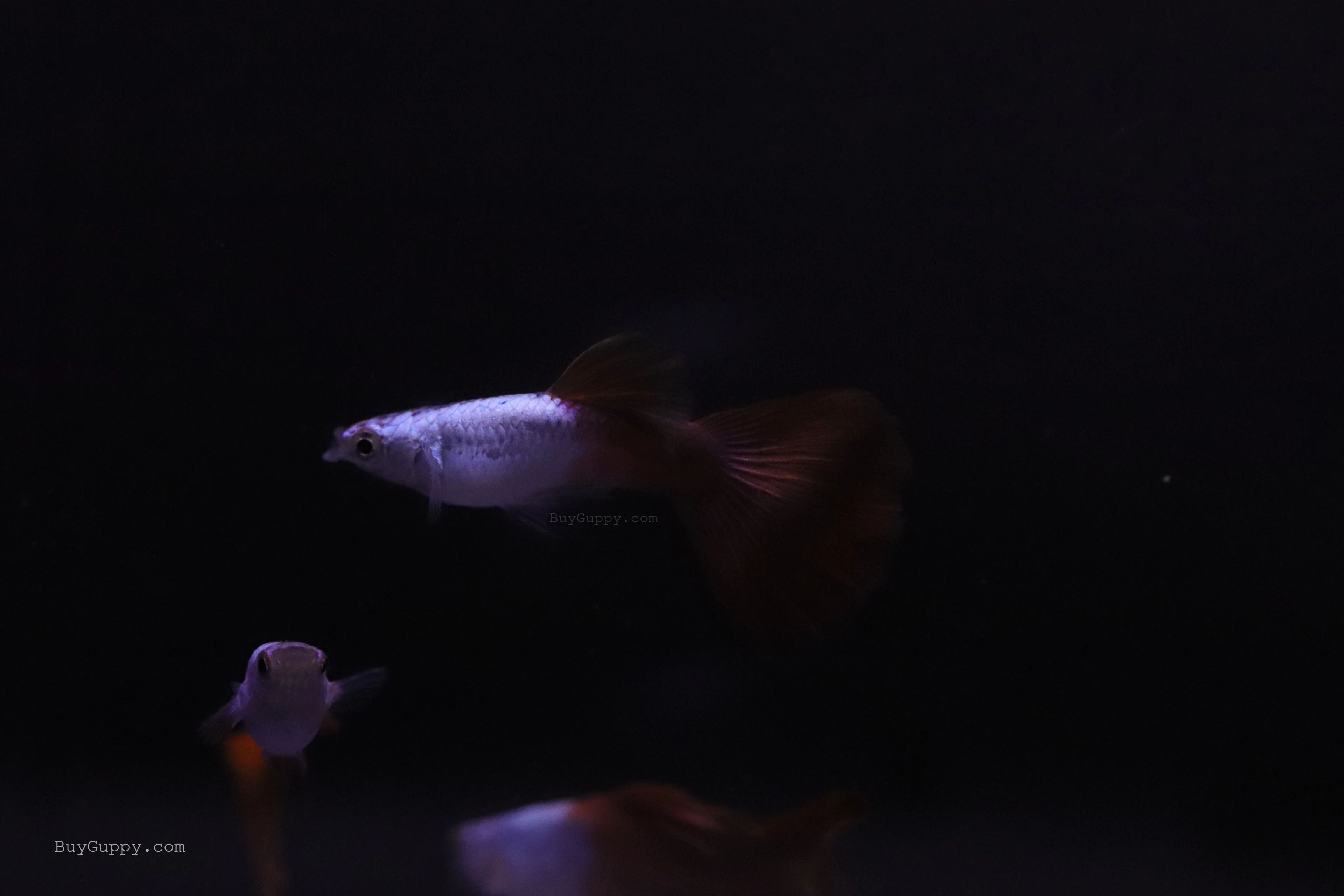 Silver Wild Red Guppy - Image 5