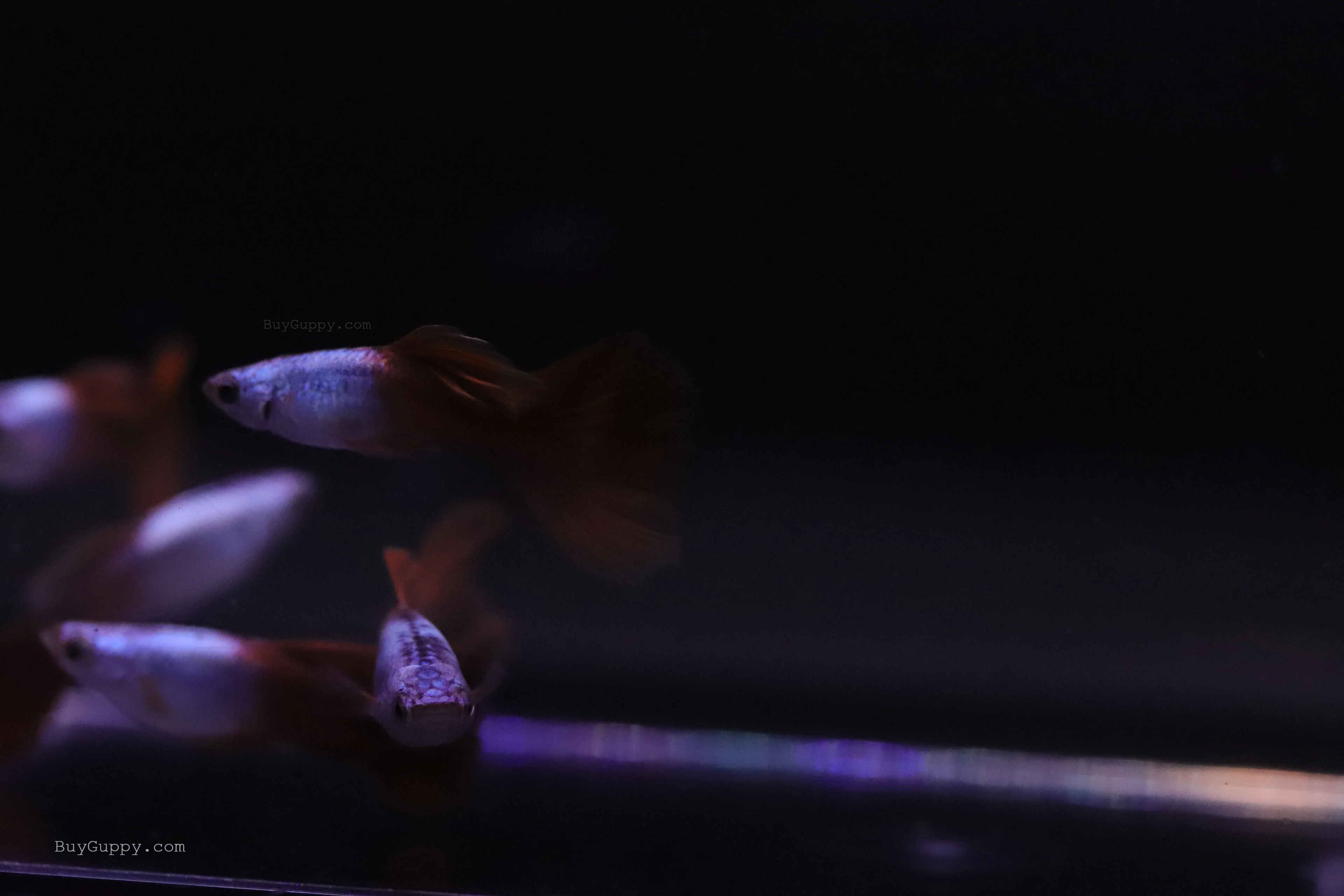 Silver Wild Red Guppy - Image 6